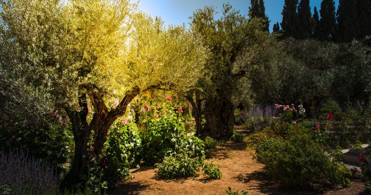 Divine light, sunray in the Gethsemane garden, Mount of Olives, Jerusalem. Biblical place where Jesus was betrayed by Judas